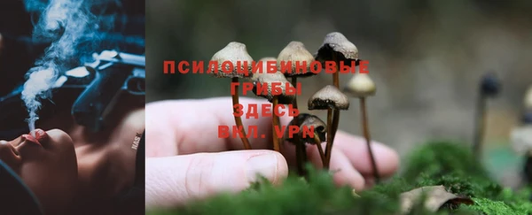 PSILOCYBIN Россошь